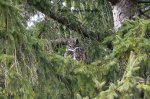 Male Owl Watching the Nest.jpg