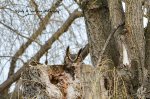 Horned Owl on Nest resized.jpg
