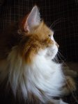 Bebo09Apr16.jpg