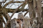 Baby Horned Owl.jpg