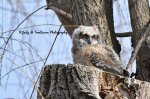 One Baby Owl.jpg