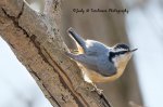 Red-Breasted Nuthatch.jpg