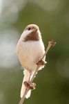 Pale Little Guy.jpg