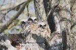Three in the Nest.jpg