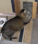 August 2016 001SpikeCatdoor.jpg