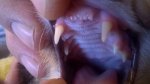 DentalFrontApr15.jpg