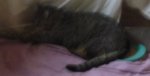 April 2017 009buttfood.jpg