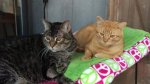 Leo and Little Dude - back porch bed 02-16-2017b.jpg