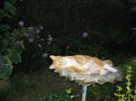IMG_0529.JPG