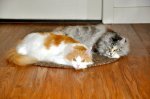 DSC_0515.JPG