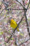 Yellow Warbler.jpg