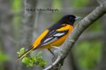 Baltimore Oriole.jpg