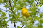 Yellow Warbler2.jpg