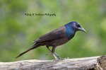 Grackle.jpg