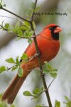 Male Cardinal.jpg