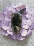 Allen in Flower.jpg