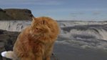 ginger cat at falls.jpg ginger cat at falls.jpg