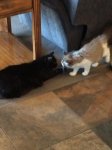 Nose to nose.jpg Nose to nose.jpg