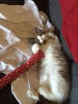 Belly.jpg Belly.jpg