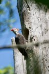 Pileated Woodpecker.jpg