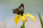 Spicebush Swallowtail.jpg