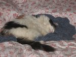 patches sleeping on daddy's pjs.JPG