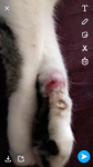 jj paw.PNG