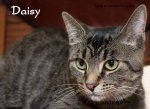Daisy 02.jpg