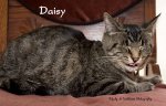 Daisy 04.jpg