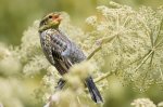 Juvenile Red-Winged Blackbird.jpg