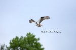 Osprey Over the Thames.jpg