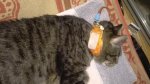 Leo with e-tube 2017-06-21b.jpg