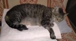 Leo recovering from surgery 2017-06-21b.jpg