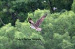 Osprey Flyover.jpg