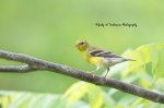 Female Yellow Finch.jpg