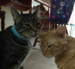Leo and Little Dude 2017-06-27b.jpg