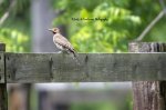 Northern Flicker.jpg