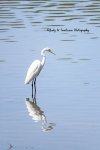 Great Egret in the Avon River.jpg