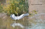 Great Blue Heron in the Avon River.jpg