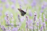 Spicebush Swallowtail in Lavender.jpg
