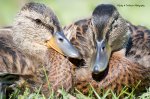 Two Young Mallards.jpg