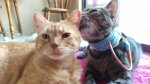 Little Dude and Leo 2017-07-04b.jpg