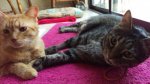 LD and Leo - July 4 2017b.jpg