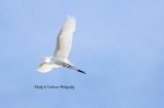Great Egret in the Sky.jpg