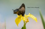 Spicebush Swallowtail.jpg