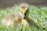 One Baby Gosling.jpg