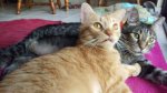LD and Leo - 2017-07-11b.jpg