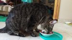 Leo with e-collar off 2017-07-13b.jpg