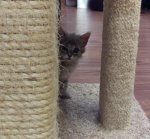 Itty Bitty 6 week old kitteh 05-31-2017.jpg