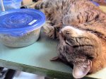 griff catnip.jpg